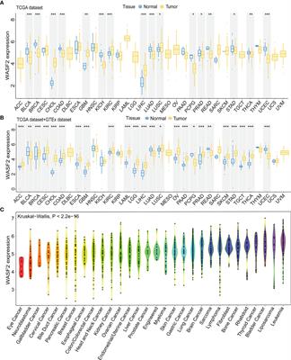 WASF2 Serves as a Potential Biomarker and Therapeutic Target in Ovarian Cancer: A Pan-Cancer Analysis